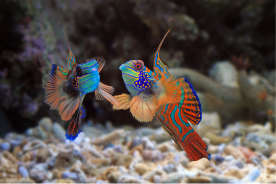 Mating seasoan of Mandarinfish on Komodo dive sites